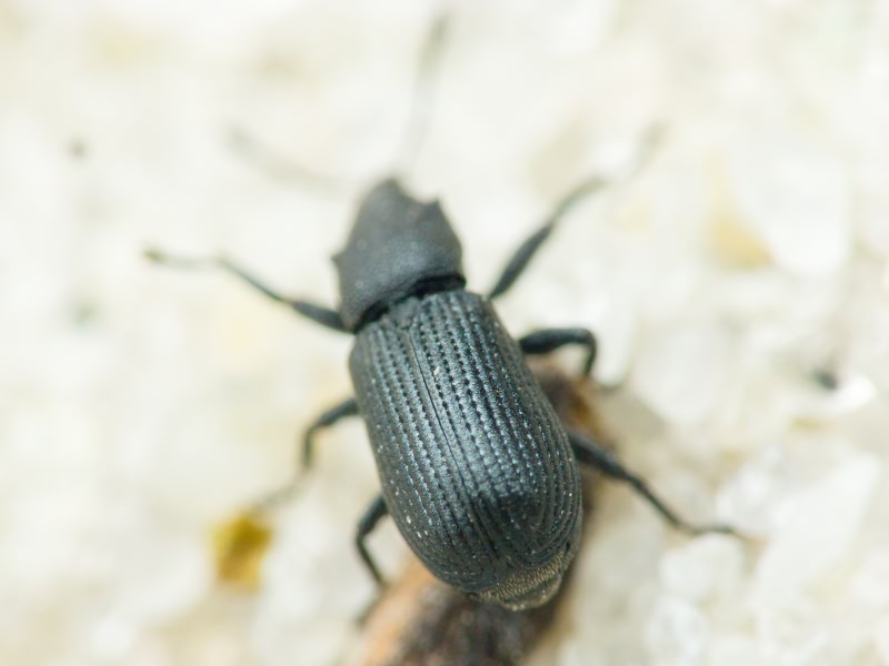 Magdalis (Odontomagdalis) armigera (Geoffroy, 1785)
